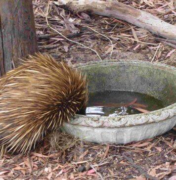 Citizens recruited to unlock the secret lives of echidnas