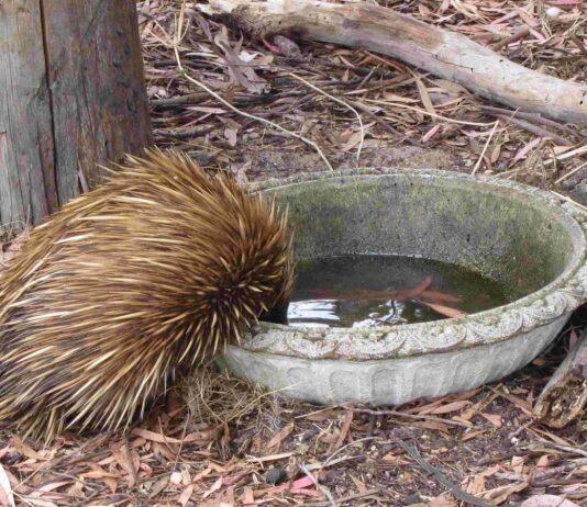 Citizens recruited to unlock the secret lives of echidnas