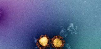 T cells fit to tackle Omicron, suggests new study