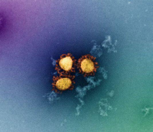 T cells fit to tackle Omicron, suggests new study