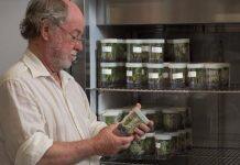 QUT research could end global banana threat