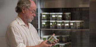 QUT research could end global banana threat