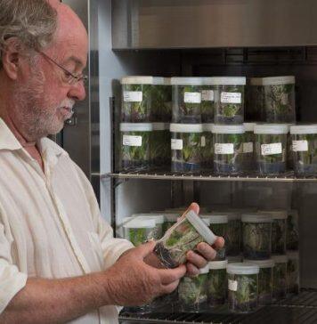 QUT research could end global banana threat