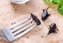 New research puts bugs to the taste test