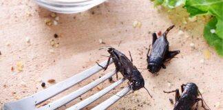 New research puts bugs to the taste test