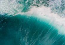 The strange mechanics of pregnancy in one Australian shark