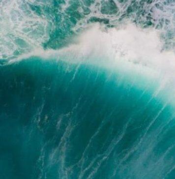 The strange mechanics of pregnancy in one Australian shark