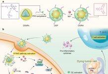 UM develops novel metal-phenolic network to improve efficacy of immunotherapy