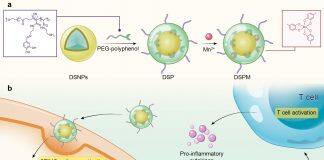 UM develops novel metal-phenolic network to improve efficacy of immunotherapy