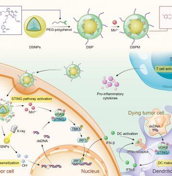 UM develops novel metal-phenolic network to improve efficacy of immunotherapy