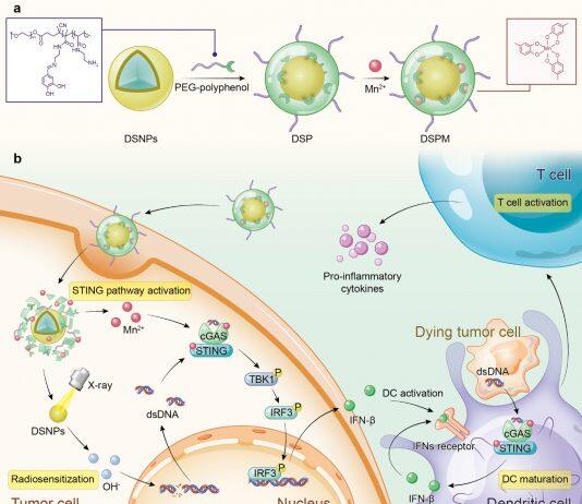 UM develops novel metal-phenolic network to improve efficacy of immunotherapy