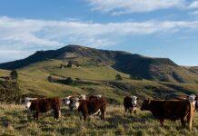 Livestock research scholarship funded by founder of ANZCO Foods