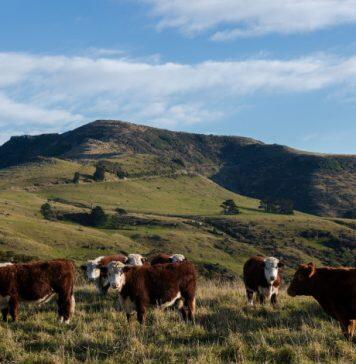 Livestock research scholarship funded by founder of ANZCO Foods