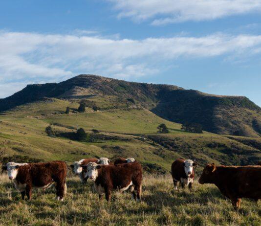 Livestock research scholarship funded by founder of ANZCO Foods