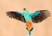 Two-thirds of Australia has lost its unique birdlife