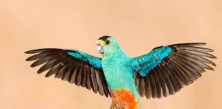 Two-thirds of Australia has lost its unique birdlife