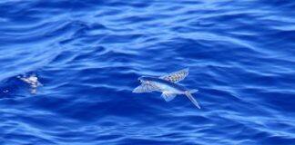 45,000 marine species are at-risk – what’s most vulnerable?