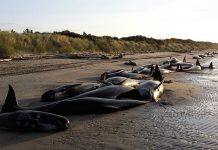 Research reveals new insights into the biology of New Zealand’s pilot whales