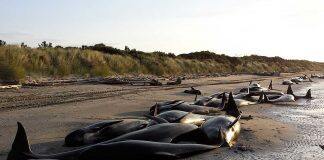 Research reveals new insights into the biology of New Zealand’s pilot whales