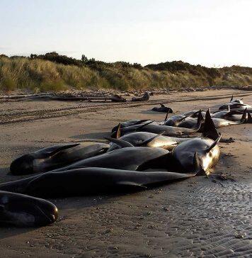 Research reveals new insights into the biology of New Zealand’s pilot whales
