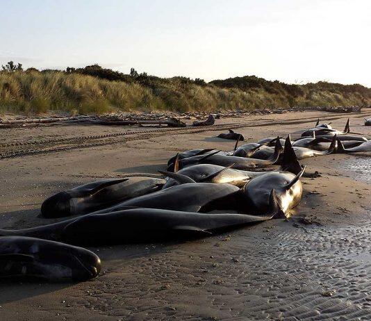 Research reveals new insights into the biology of New Zealand’s pilot whales