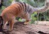 Scientists map numbat DNA with help of Perth Zoo