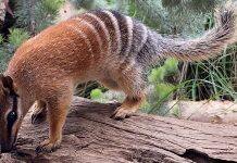 Scientists map numbat DNA with help of Perth Zoo