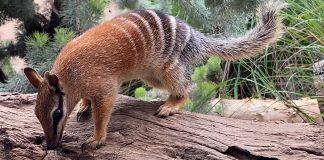 Scientists map numbat DNA with help of Perth Zoo