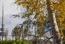 Climate change means unpredictable hay fever seasons