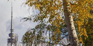 Climate change means unpredictable hay fever seasons