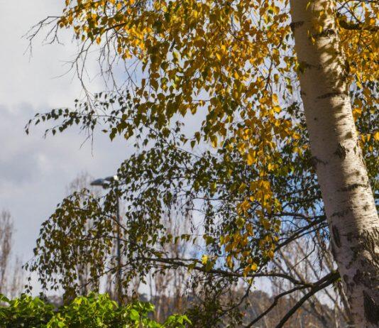 Climate change means unpredictable hay fever seasons