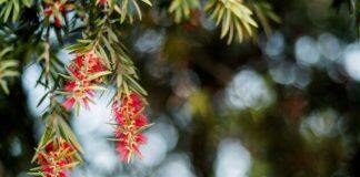 Curtin research secures funding in latest ARC Linkage Program