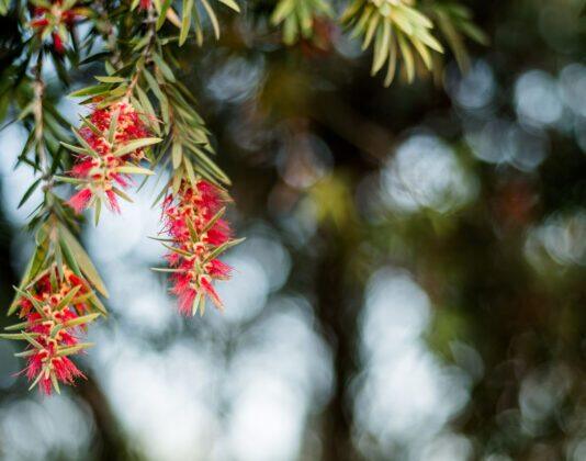 Curtin research secures funding in latest ARC Linkage Program