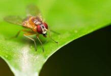 Fruit flies have super resolution stereo vision