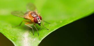 Fruit flies have super resolution stereo vision