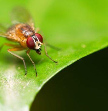 Fruit flies have super resolution stereo vision