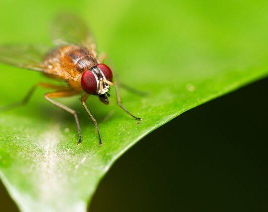 Fruit flies have super resolution stereo vision