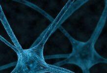 What regulates the ‘glue’ needed for nerve repair?