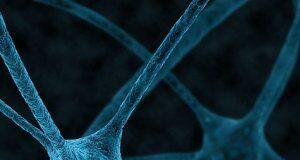 What regulates the ‘glue’ needed for nerve repair?