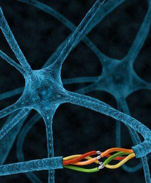 What regulates the ‘glue’ needed for nerve repair?