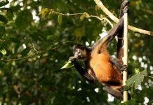 Stanford researchers map wildlife and infrastructure to maximize tourism in Costa Rica