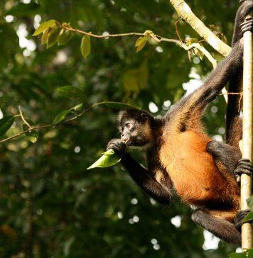 Stanford researchers map wildlife and infrastructure to maximize tourism in Costa Rica