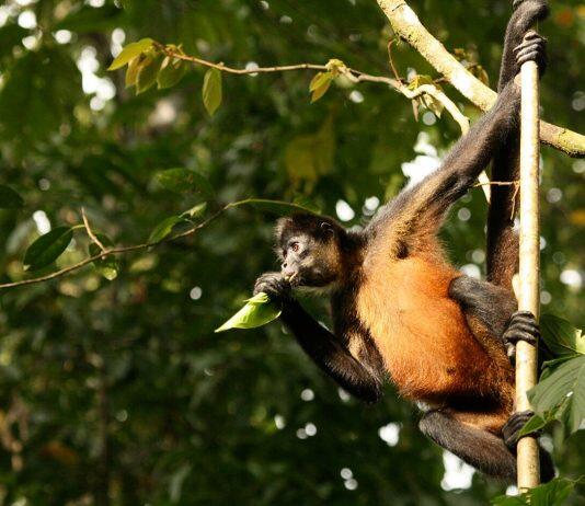 Stanford researchers map wildlife and infrastructure to maximize tourism in Costa Rica
