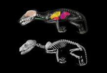 No longer science fiction: $5M gift brings de-extinction of the thylacine one step closer