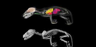 No longer science fiction: $5M gift brings de-extinction of the thylacine one step closer