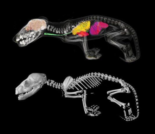 No longer science fiction: $5M gift brings de-extinction of the thylacine one step closer