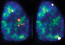 RNA map of cell nucleus reveals new insights into gene regulation and cell division