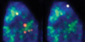 RNA map of cell nucleus reveals new insights into gene regulation and cell division