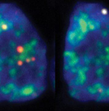 RNA map of cell nucleus reveals new insights into gene regulation and cell division