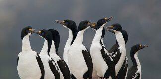 Blue-eyed shags survive Ice Age in New Zealand